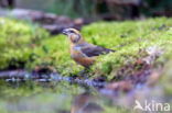 Red Crossbill (Loxia curvirostra)