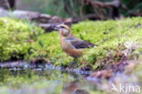 Red Crossbill (Loxia curvirostra)