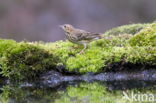 Zanglijster (Turdus philomelos)