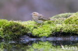 Zanglijster (Turdus philomelos)