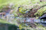 Eurasian Siskin (Carduelis spinus)