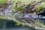 Sijs (Carduelis spinus)