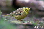 Geelgors (Emberiza citrinella)