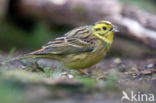 Geelgors (Emberiza citrinella)