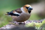 Appelvink (Coccothraustes spec.)