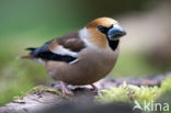 Appelvink (Coccothraustes spec.)