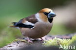 Appelvink (Coccothraustes spec.)