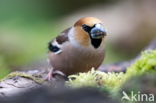 Appelvink (Coccothraustes spec.)