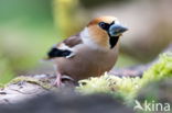 Appelvink (Coccothraustes spec.)