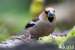 Appelvink (Coccothraustes spec.)