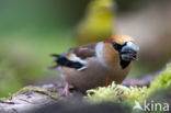 Appelvink (Coccothraustes spec.)