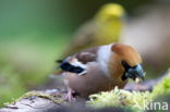 Appelvink (Coccothraustes spec.)