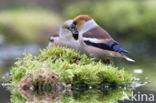 Appelvink (Coccothraustes spec.)