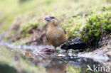 Red Crossbill (Loxia curvirostra)