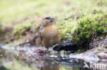 Red Crossbill (Loxia curvirostra)