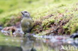 Red Crossbill (Loxia curvirostra)