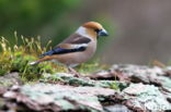 Appelvink (Coccothraustes spec.)