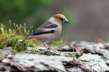 Appelvink (Coccothraustes spec.)