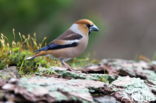 Appelvink (Coccothraustes spec.)