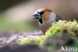 Appelvink (Coccothraustes spec.)