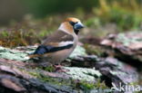 Appelvink (Coccothraustes spec.)