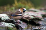 Goldfinch (Coccothraustes spec.)