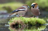 Goldfinch (Coccothraustes spec.)