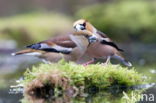 Goldfinch (Coccothraustes spec.)