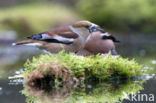 Appelvink (Coccothraustes spec.)