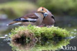 Appelvink (Coccothraustes spec.)