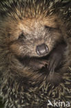 Hedgehog (Erinaceus europaeus)