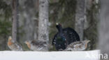 Eurasian Capercaillie (Tetrao urogallus)