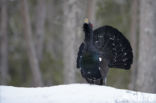 Eurasian Capercaillie (Tetrao urogallus)