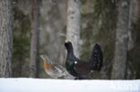 Eurasian Capercaillie (Tetrao urogallus)