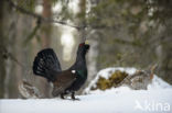 Eurasian Capercaillie (Tetrao urogallus)