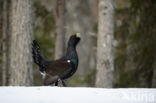 Eurasian Capercaillie (Tetrao urogallus)