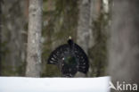 Eurasian Capercaillie (Tetrao urogallus)