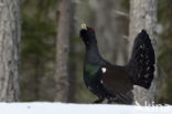 Eurasian Capercaillie (Tetrao urogallus)