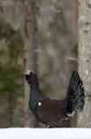 Eurasian Capercaillie (Tetrao urogallus)