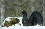 Eurasian Capercaillie (Tetrao urogallus)