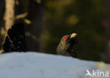 Eurasian Capercaillie (Tetrao urogallus)