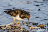 Ruddy Turnstone (Arenaria interpres)
