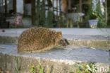 Hedgehog (Erinaceus europaeus)