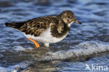 Ruddy Turnstone (Arenaria interpres)