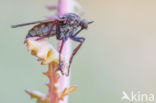 Dansvlieg (Empis tessellata)