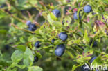 Blauwe bosbes (Vaccinium myrtillus)