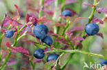 Blauwe bosbes (Vaccinium myrtillus)