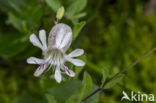 Blaassilene (Silene vulgaris)