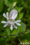 Blaassilene (Silene vulgaris)