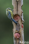 Blue Tit (Parus caeruleus)